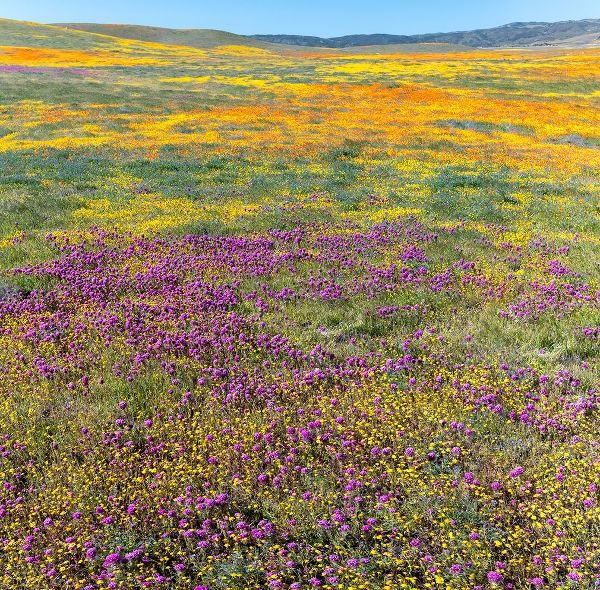 California Fields of California Poppy-Goldfields-Owls Clover-Antelope Valley